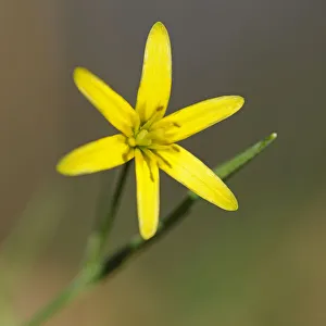 Yellow Star-of-Bethlehem -Gagea lutea-, Hainich National Park, Thuringia, Germany Yellow Star-of-Bethlehem -Gagea lutea-, Hainich National Park, Thuringia, Germany
