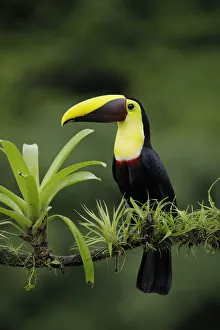 Juan Carlos Vindas Wildlife Photography Juan Carlos Vindas Wildlife Photography