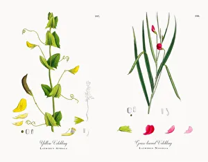 Yellow Vetchling, Lathyrus Aphaca, Victorian Botanical Illustration, 1863 Yellow Vetchling, Lathyrus Aphaca, Victorian Botanical Illustration, 1863