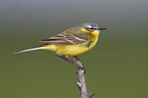Yellow Wagtail -Motacilla flava-, male sining on perch, Apetlon, Lake Neusiedl, Burgenland, Austria, Europe Yellow Wagtail -Motacilla flava-, male sining on perch, Apetlon, Lake Neusiedl, Burgenland, Austria, Europe