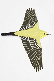 Yellow Wagtail (Motacilla flava), also known as Blue-headed Wagtail, adult male Yellow Wagtail (Motacilla flava), also known as Blue-headed Wagtail, adult male