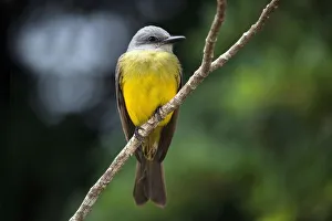 Yellow wagtail (Motacilla flava) sits on branch, province Alajuela, Costa Rica Yellow wagtail (Motacilla flava) sits on branch, province Alajuela, Costa Rica