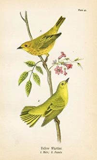 Yellow warbler bird lithograph 1890