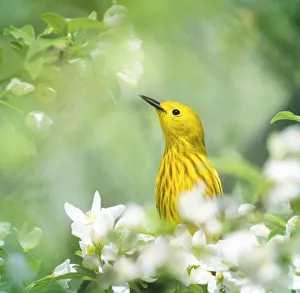 Yellow Warbler Peeking Out Through Spring Flowers Yellow Warbler Peeking Out Through Spring Flowers