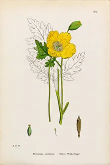 Yellow Welsh Poppy, Papaver cambrica, Victorian Botanical Illustration, 1863 Yellow Welsh Poppy, Papaver cambrica, Victorian Botanical Illustration, 1863