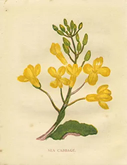 Yellow wild flower sea cabbage Victorian botanical print by Anne Pratt Yellow wild flower sea cabbage Victorian botanical print by Anne Pratt