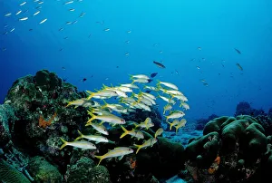 Yellowtail Snapper (Ocyurus chrysurus) on the reef, Trinidad, Caribbean Sea Yellowtail Snapper (Ocyurus chrysurus) on the reef, Trinidad, Caribbean Sea
