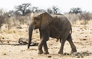 Young African Bush Elephant -Loxodonta africana-, Etosha National Park, Namibia Young African Bush Elephant -Loxodonta africana-, Etosha National Park, Namibia