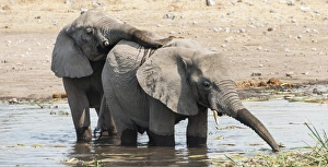 Two young African Bush Elephants -Loxodonta africana- playing in the water Two young African Bush Elephants -Loxodonta africana- playing in the water