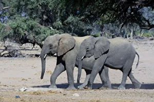 Young African elephants -Loxodonta africana-, desert elephants, Damaraland, Kunene Region Young African elephants -Loxodonta africana-, desert elephants, Damaraland, Kunene Region