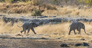 Two young African Elephants -Loxodonta africana-, calves walking near the Nuamses Two young African Elephants -Loxodonta africana-, calves walking near the Nuamses