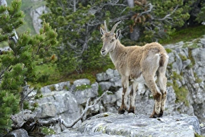Young Alpine Ibex -Capra ibex- standing on a rock slab, Bernese Oberland, Canton of Bern Young Alpine Ibex -Capra ibex- standing on a rock slab, Bernese Oberland, Canton of Bern