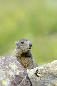Young Alpine Marmot -Marmota marmota- looking over a rock, Grisons, Switzerland, Europe Young Alpine Marmot -Marmota marmota- looking over a rock, Grisons, Switzerland, Europe