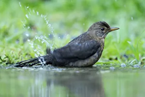 Young Blackbird -Turdus merula- bathing in a puddle, Rhodopes, Bulgaria Young Blackbird -Turdus merula- bathing in a puddle, Rhodopes, Bulgaria