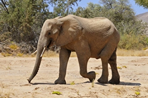 Young bull of the rare Namibian Desert Elephant -Loxodonta africana-, Hoanib River Young bull of the rare Namibian Desert Elephant -Loxodonta africana-, Hoanib River
