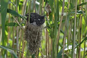 A young Common Cuckoo -Cuculus canorus- is fed by its host, a Eurasian Reed Warbler -Acrocephalus scirpaceus A young Common Cuckoo -Cuculus canorus- is fed by its host, a Eurasian Reed Warbler -Acrocephalus scirpaceus