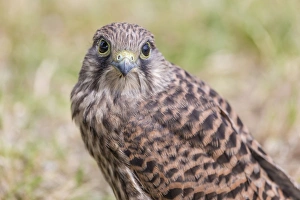 Young Common Kestrel -Falco tinnunculus- perched on the ground, Seewinkel, Burgenland, Austria Young Common Kestrel -Falco tinnunculus- perched on the ground, Seewinkel, Burgenland, Austria