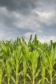 Young corn in a field -Zea mays subsp. mays- under cloudy skies, Baden-Wuerttemberg Young corn in a field -Zea mays subsp. mays- under cloudy skies, Baden-Wuerttemberg