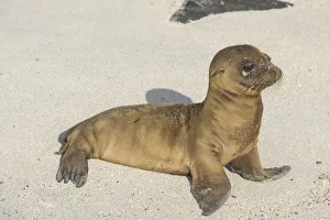 Young Galapagos Sea Lion -Zalophus wollebaeki-, pup, Espanola Island, Galapagos Islands, Ecuador Young Galapagos Sea Lion -Zalophus wollebaeki-, pup, Espanola Island, Galapagos Islands, Ecuador