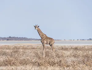 Young Giraffe -Giraffa camelopardis- in the dry grasslands, in the back the Etosha Pan Young Giraffe -Giraffa camelopardis- in the dry grasslands, in the back the Etosha Pan