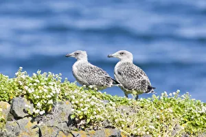 Young Great Black-backed Gull -Larus marinus-, hike at Fuglabjagarnes, northeastern coast, Vopnafjoerour, Iceland Young Great Black-backed Gull -Larus marinus-, hike at Fuglabjagarnes, northeastern coast, Vopnafjoerour, Iceland