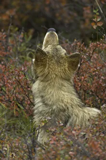Young Grey wolf snifing scent in tundra, Alaska Young Grey wolf snifing scent in tundra, Alaska