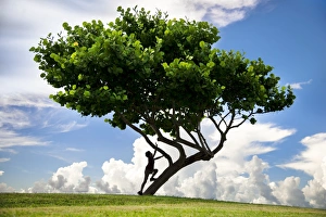 Young Happy Asian Boy climbing a tree for freedom Young Happy Asian Boy climbing a tree for freedom