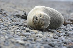 Young Harbour Seal -Phoca vitulina- lying on a pebble beach, Dune island, Helgoland, Schleswig-Holstein, Germany Young Harbour Seal -Phoca vitulina- lying on a pebble beach, Dune island, Helgoland, Schleswig-Holstein, Germany
