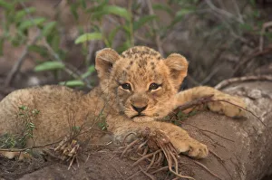 A young lion cub lying on a fallen tree looking towards camera A young lion cub lying on a fallen tree looking towards camera
