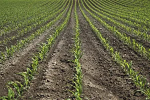Young maize plants on a field, cultivation for biogas, Upper Swabia, Baden-Wuerttemberg, Germany, Europe Young maize plants on a field, cultivation for biogas, Upper Swabia, Baden-Wuerttemberg, Germany, Europe