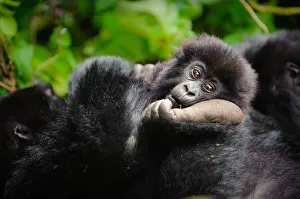 A young mountain gorilla (Gorilla beringei beringei) resting his head on the foot of a A young mountain gorilla (Gorilla beringei beringei) resting his head on the foot of a