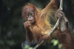 Young Orang-utan (Pongo pygmaeus) hanging on liana, Gunung Leuser National Park Young Orang-utan (Pongo pygmaeus) hanging on liana, Gunung Leuser National Park