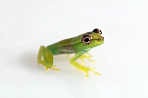Young Orinoco Lime Tree Frog -Sphaenorhynchus lacteus-, Tambopata Nature Reserve Young Orinoco Lime Tree Frog -Sphaenorhynchus lacteus-, Tambopata Nature Reserve