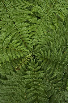 detail of young ponga fern tree, New Zealand detail of young ponga fern tree, New Zealand