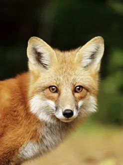 Nature wildlife/jim cumming photography/young red fox close up Nature wildlife/jim cumming photography/young red fox close up