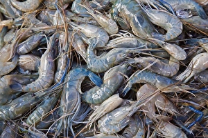 Young Rosenberg prawns -Macrobrachium rosenbergii-, Chiang Mai, Northern Thailand, Thailand Young Rosenberg prawns -Macrobrachium rosenbergii-, Chiang Mai, Northern Thailand, Thailand