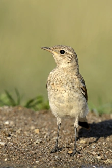 Young Spanish Sparrow or Willow Sparrow -Passer hispaniolensis-, Northern Bulgaria, Bulgaria Young Spanish Sparrow or Willow Sparrow -Passer hispaniolensis-, Northern Bulgaria, Bulgaria