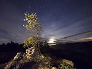 Young tree on the top of a mountain in spring , illuminated by the full moon Young tree on the top of a mountain in spring , illuminated by the full moon