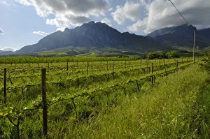 Young vines on slopes of Groot-Winterhoek Mountains in Tulbagh, Western Cape Province, South Africa Young vines on slopes of Groot-Winterhoek Mountains in Tulbagh, Western Cape Province, South Africa