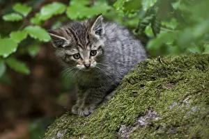 Young wildcat -Felis silvestris-, Neuschoenau outdoor animal enclosure, Bavarian Forest Young wildcat -Felis silvestris-, Neuschoenau outdoor animal enclosure, Bavarian Forest