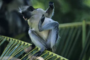 Zanzibar red colobus (Procolobus badius kirkii) on palm leaf, scratching, Zanzibar Zanzibar red colobus (Procolobus badius kirkii) on palm leaf, scratching, Zanzibar