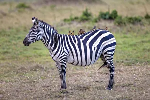 Zebra -Equus quagga- with Oxpecker -Buphagus-, Masai Mara National Reserve, Kenya Zebra -Equus quagga- with Oxpecker -Buphagus-, Masai Mara National Reserve, Kenya