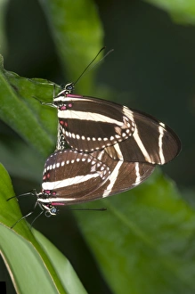 Zebra Longwing Butterflies -Heliconius charithonia-, mating, Kerzers, Switzerland Zebra Longwing Butterflies -Heliconius charithonia-, mating, Kerzers, Switzerland