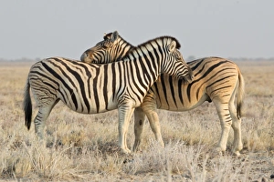 Two zebras -Equus quagga-, Etosha National Park, Namibia Two zebras -Equus quagga-, Etosha National Park, Namibia