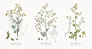 Zigzag Meadow Rue, Thalictrum flexuosum, Victorian Botanical Illustration, 1863 Zigzag Meadow Rue, Thalictrum flexuosum, Victorian Botanical Illustration, 1863