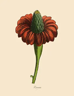 Zinnia Plants, Victorian Botanical Illustration Zinnia Plants, Victorian Botanical Illustration