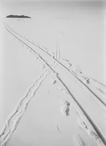 Antarctic Expedition Prints: Adelie Penguin Print