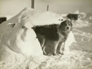 A dog kennel made of snow and ice A dog kennel made of snow and ice