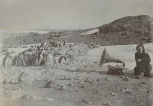 Gramophone with loudspeaker playing to penguins Gramophone with loudspeaker playing to penguins