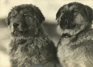 The Ikeys, who are the puppies of the dog named Sue The Ikeys, who are the puppies of the dog named Sue